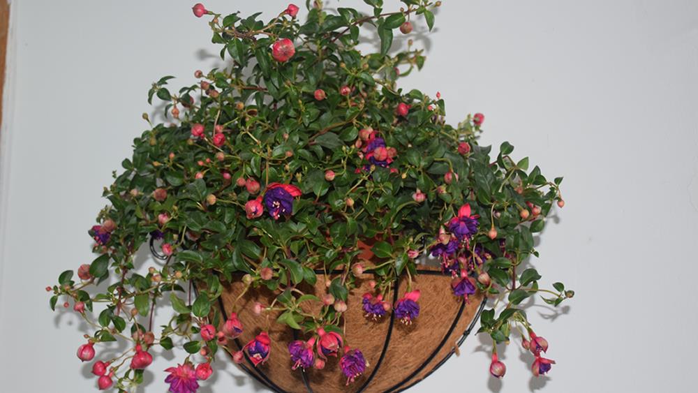 绚丽护士节活动之二——健康·真诚·沟通·精进|台州市博爱医院