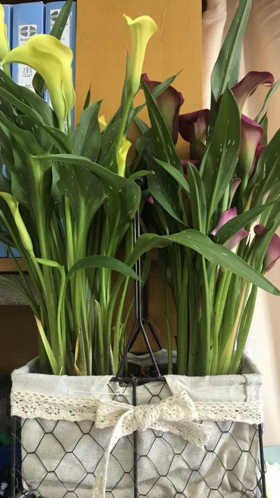 绚丽护士节活动之二——健康·真诚·沟通·精进|台州市博爱医院